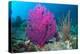 Gorgonian sea fans on coral reef at Raja Ampat, Indonesia-Georgette Douwma-Premier Image Canvas