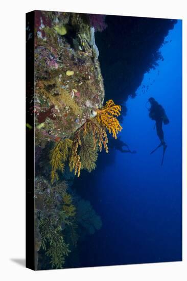 Gorgonian Sea Fans (Subergorgia Mollis) with Diver, Queensland, Australia, Pacific-Louise Murray-Premier Image Canvas