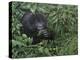 Gorilla 1-Michael Jackson-Premier Image Canvas