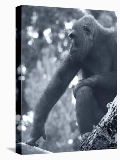 Gorilla 2-Gordon Semmens-Premier Image Canvas