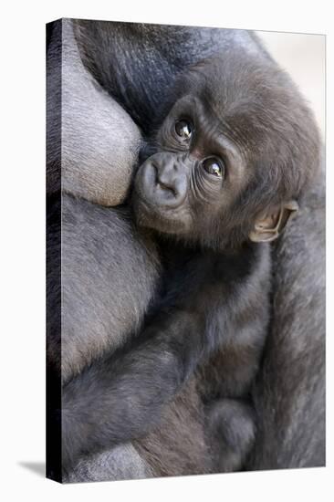 Gorilla Baby, Gorilla Mother-Ronald Wittek-Premier Image Canvas