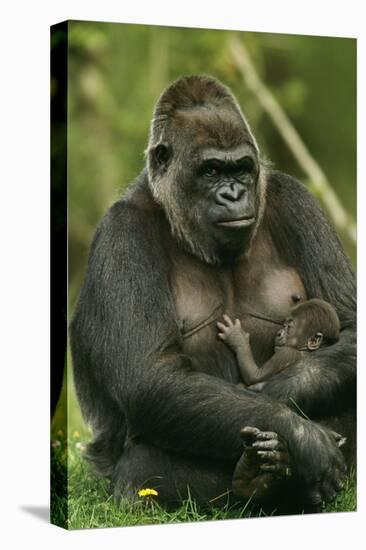 Gorilla Cuddles Baby-null-Premier Image Canvas