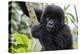 Gorilla In Rwanda-Karine Aigner-Premier Image Canvas