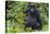 Gorilla in the forest, Parc National des Volcans, Rwanda-Keren Su-Premier Image Canvas