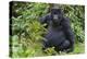 Gorilla in the forest, Parc National des Volcans, Rwanda-Keren Su-Premier Image Canvas