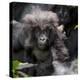 Gorilla mother with 6-month-old baby in the forest, Parc National des Volcans, Rwanda-Keren Su-Premier Image Canvas