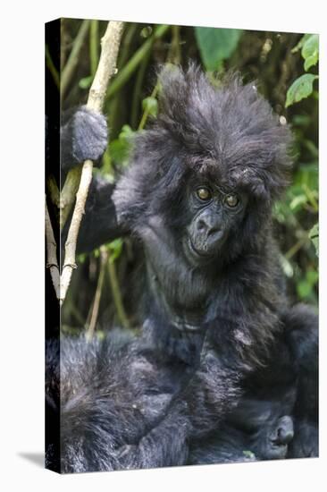 Gorilla mother with 6-month-old baby in the forest, Parc National des Volcans, Rwanda-Keren Su-Premier Image Canvas