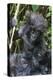 Gorilla mother with 6-month-old baby in the forest, Parc National des Volcans, Rwanda-Keren Su-Premier Image Canvas