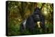 Gorilla - Wildlife Forest Portrait. Uganda Mountain Gorilla with Food. Detail Head Primate Portrait-Ondrej Prosicky-Premier Image Canvas