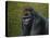 Gorilla with a Hedge-James W. Johnson-Premier Image Canvas