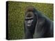 Gorilla with a Hedge-James W. Johnson-Premier Image Canvas