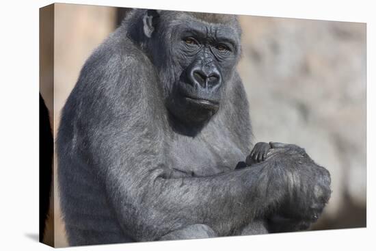 Gorilla with Baby-DLILLC-Premier Image Canvas