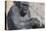 Gorilla with Baby-DLILLC-Premier Image Canvas
