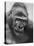 Gorilla-Nina Leen-Premier Image Canvas