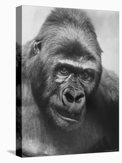 Gorilla-Nina Leen-Premier Image Canvas