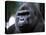 Gorilla-null-Premier Image Canvas