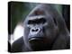 Gorilla-null-Premier Image Canvas