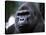 Gorilla-null-Premier Image Canvas