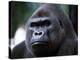 Gorilla-null-Premier Image Canvas