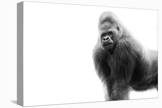 Gorilla-null-Premier Image Canvas