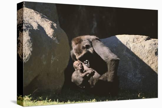 Gorilla-DLILLC-Premier Image Canvas