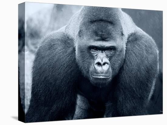 Gorilla-Gordon Semmens-Premier Image Canvas