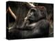 Gorilla-Stephen Arens-Premier Image Canvas