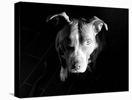 Got Love?-Sharon Wish-Premier Image Canvas