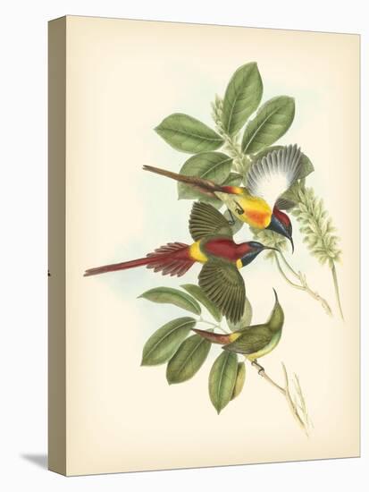 Gould Birds of the Tropics III-John Gould-Stretched Canvas