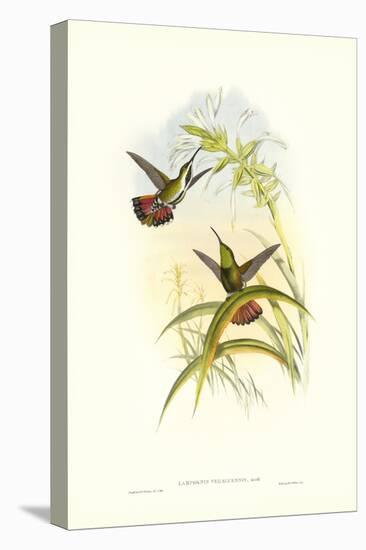 Gould Hummingbird I-John Gould-Stretched Canvas