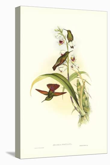 Gould Hummingbird II-John Gould-Stretched Canvas