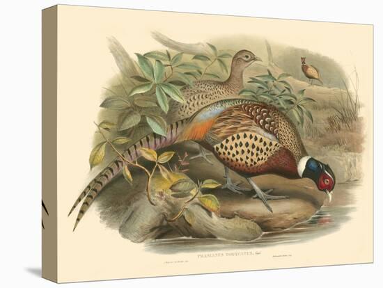 Gould Pheasants I-John Gould-Stretched Canvas