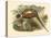 Gould Pheasants II-John Gould-Stretched Canvas