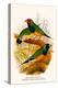 Gouldian Finch-F.w. Frohawk-Stretched Canvas