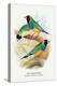 Gouldian Finch-Arthur G. Butler-Stretched Canvas