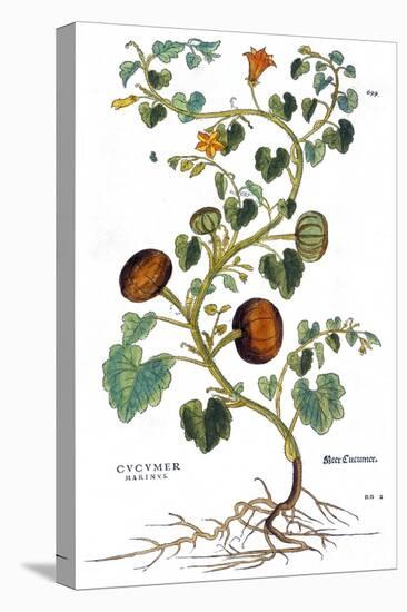 Gourd, 1735-Elizabeth Blackwell-Premier Image Canvas