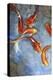 Graceful Koi II-Tim O'toole-Stretched Canvas