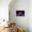 Graceful Majano Anemone (Anemonia Gracilis)-vojce-Premier Image Canvas displayed on a wall