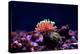 Graceful Majano Anemone (Anemonia Gracilis)-vojce-Premier Image Canvas