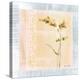 Graceful Orchids II-Cheri Blum-Stretched Canvas