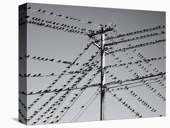 Grackleopolis-John Gusky-Premier Image Canvas