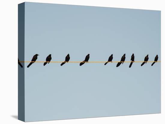 Grackles in a Row-John Gusky-Premier Image Canvas