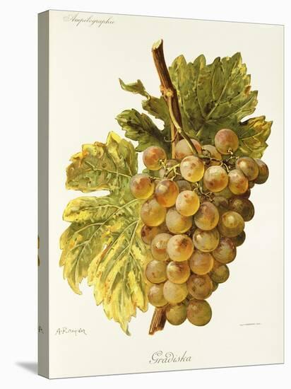 Gradiska Grape-A. Kreyder-Premier Image Canvas