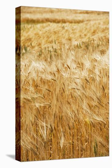 Grain, barley, grain field, summer-Nora Frei-Premier Image Canvas