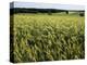 Grain Field, Agricultural Landscape, Near Retz, Lower Austria, Austria, Europe-Ken Gillham-Premier Image Canvas