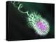 Gram-negative Bacterium, Artwork-Equinox Graphics-Premier Image Canvas