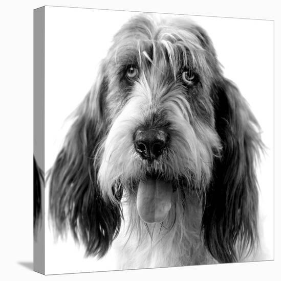 Grand Basset Griffon Vendeen Black and White-null-Premier Image Canvas