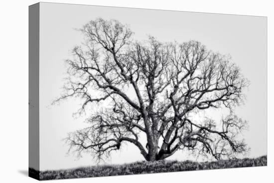 Grand Oak Tree I-Rachel Perry-Premier Image Canvas