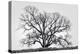 Grand Oak Tree I-Rachel Perry-Premier Image Canvas