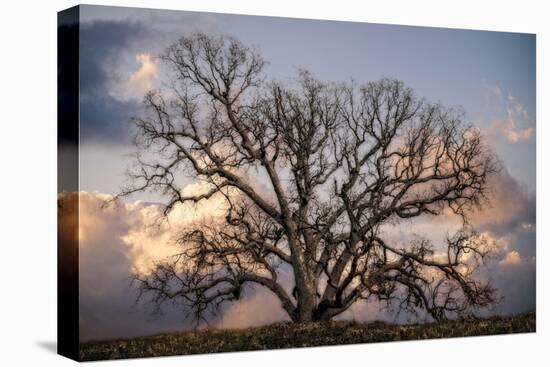 Grand Oak Tree II-Rachel Perry-Premier Image Canvas